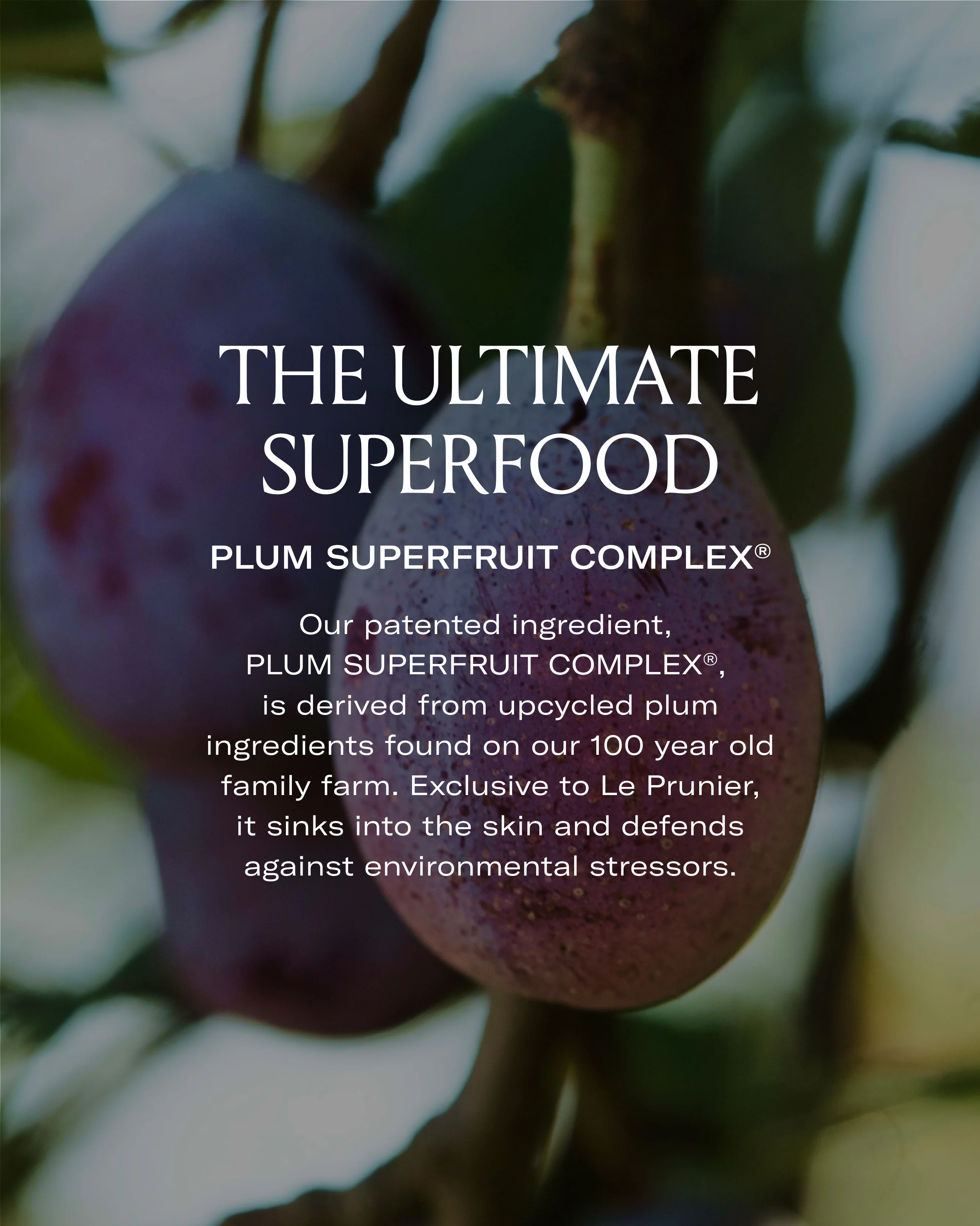 Plumscreen™ Broad Spectrum SPF 31 UVA / UVB / HEV PA+++ 4 Plumscreen™ Broad Spectrum SPF 31 UVA / UVB / HEV PA+++